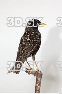 Starling-Sturnus vulgaris 0004